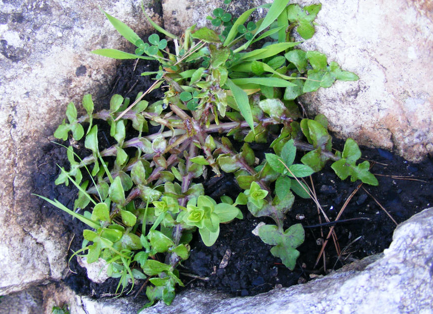 Yoseris boetica?